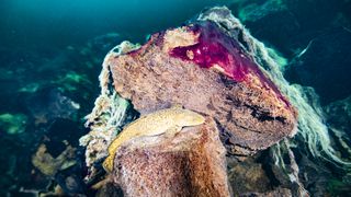 A burbot fish rests on rocks covered in purple and white microbial mats, inside the Middle Island Sinkhole in Lake Huron.
