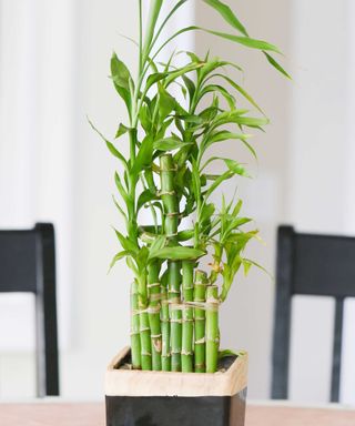 lucky bamboo in container on table