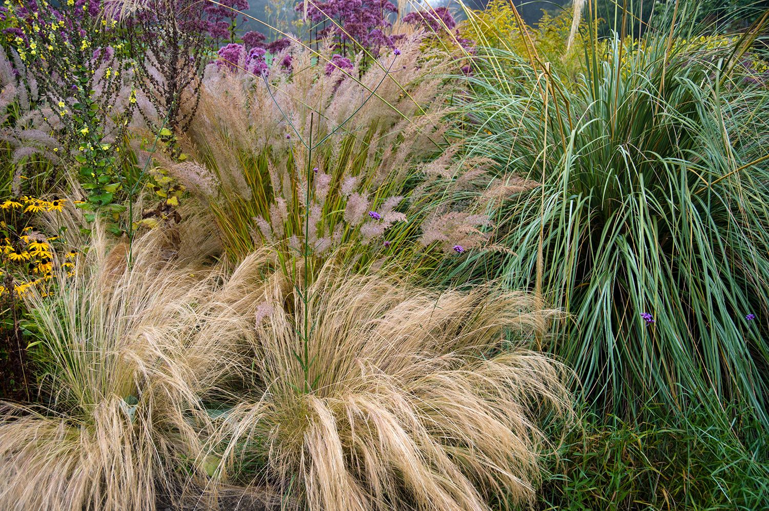 low maintenance garden ideas pampas grass