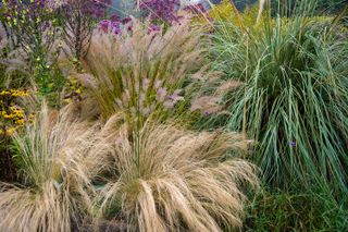 low maintenance garden ideas pampas grass