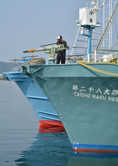 Japanese crew member readies harpoons for whale hunting