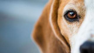 Close up shot of dog staring