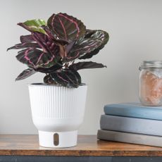 Calathea Dottie plant in white self-watering planter