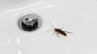 Cockroach in a bathroom sink