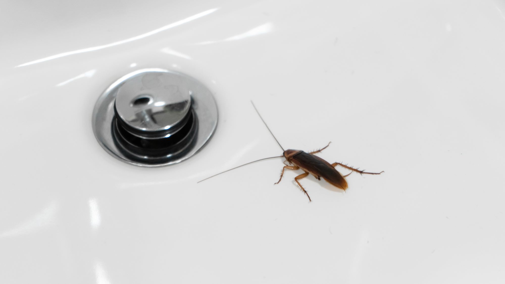 Cockroach in a bathroom sink