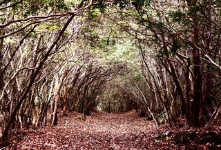 Tunnel trail at Aokigahara Forest in Japan. The forest has historic associations with demons in Japanese mythology.