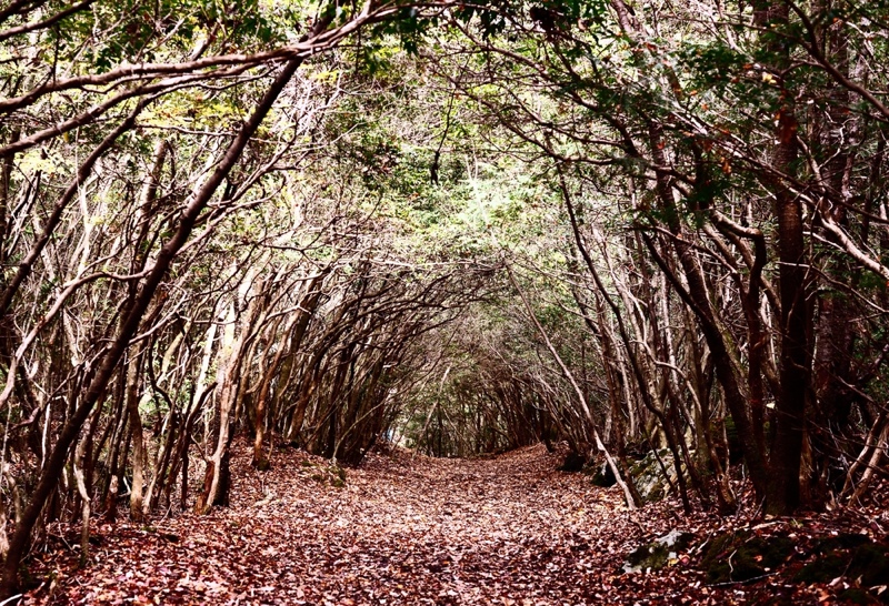 Tunnel trail at Aokigahara Forest in Japan. The forest has historic associations with demons in Japanese mythology.