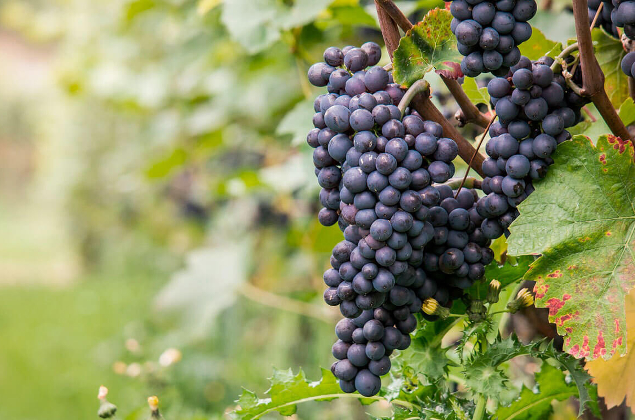 A bunch of red grapes on a vine