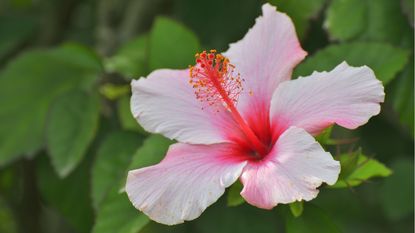 A pink hibiscus bloom up-close