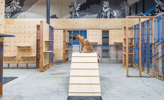 Blue Collar Working Dog — Los Angeles, USA