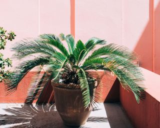Cycad pot plant in a pink building background