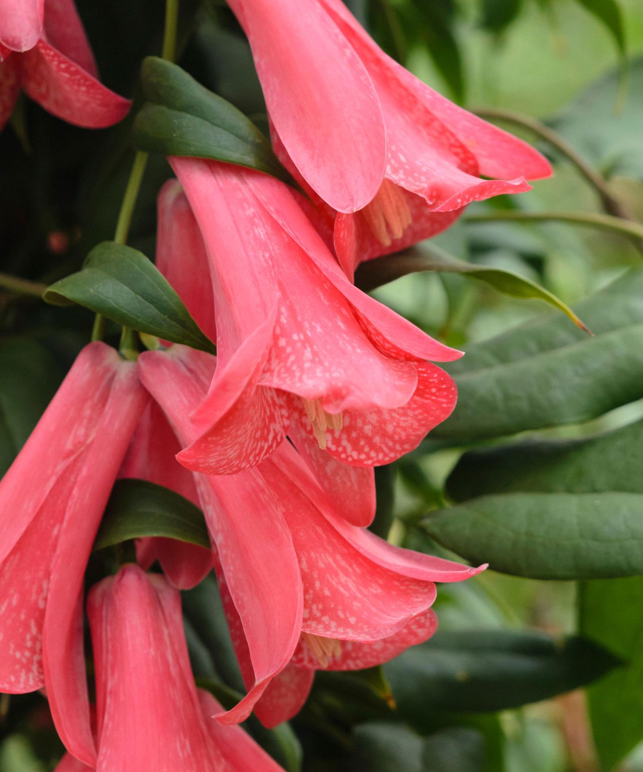 Best climbing plants for shade 10 Homes & Gardens