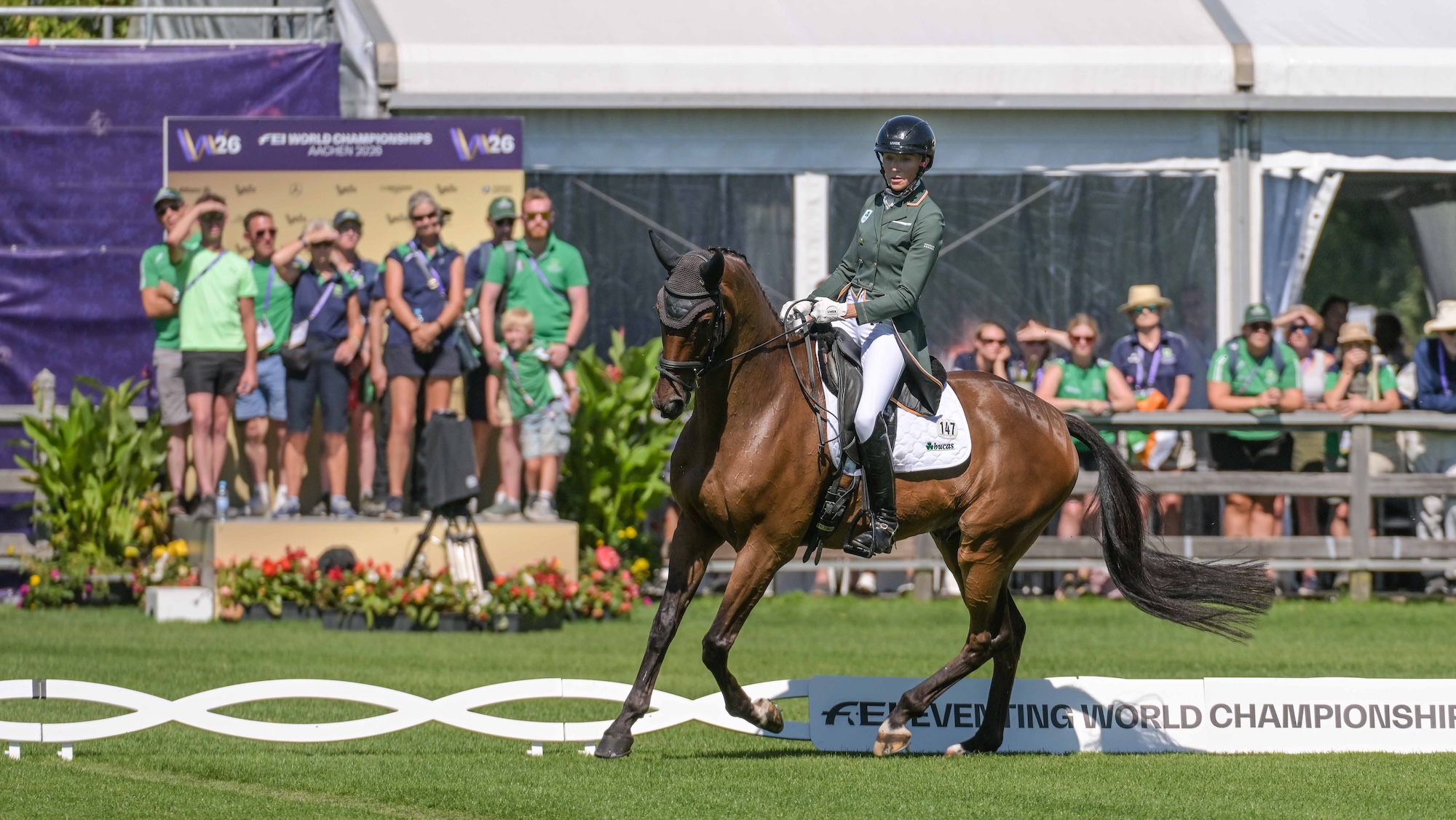 Image shows a bay horse performing a dressage movement in a grass arena, with supporters watching behind