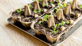 picture of egg cartons used as seedling trays