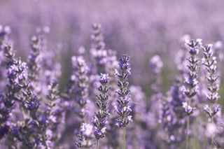 Detail of blossoming lavender fields