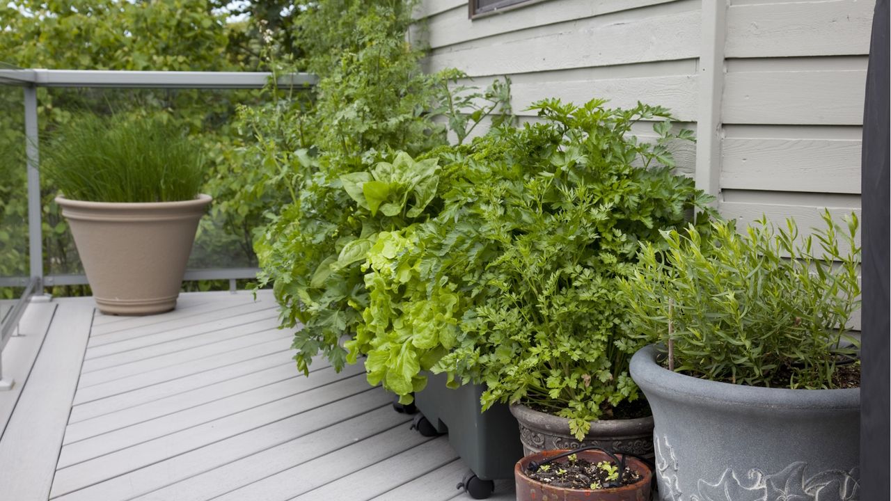 How to garden on an east-facing balcony