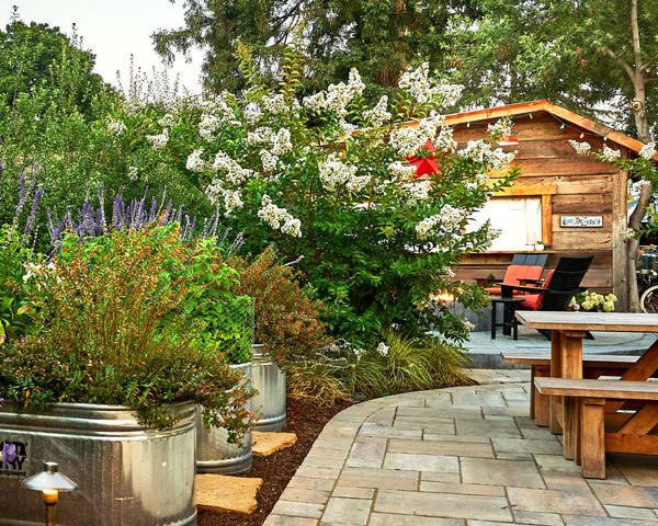 What Causes Pear Flyspeck: Learn About Managing Flyspeck On Pears