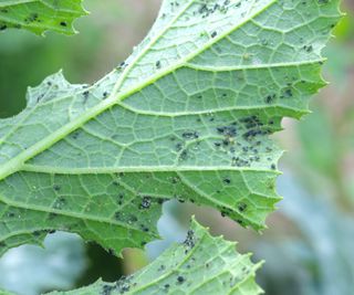Aphids on a zucchini leaf