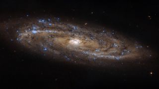 A new image from the Hubble Space Telescope features the sparkling spiral galaxy NGC 4100, which is teeming with baby stars. The galaxy's spiral arms are speckled with pockets of bright blue starlight radiating from hot newborn stars. NGC 4100 is located about 67 million light-years from Earth in the constellation Ursa Major, and it belongs to a group of galaxies called the Ursa Major Cluster. It's about three-quarters the size of the Milky Way, which is also a spiral galaxy, and it "looks almost stretched across the sky" in this new view, Hubble scientists said in a statement. The space telescope captured this image using its Advanced Camera for Surveys, and it was released today (May 1).