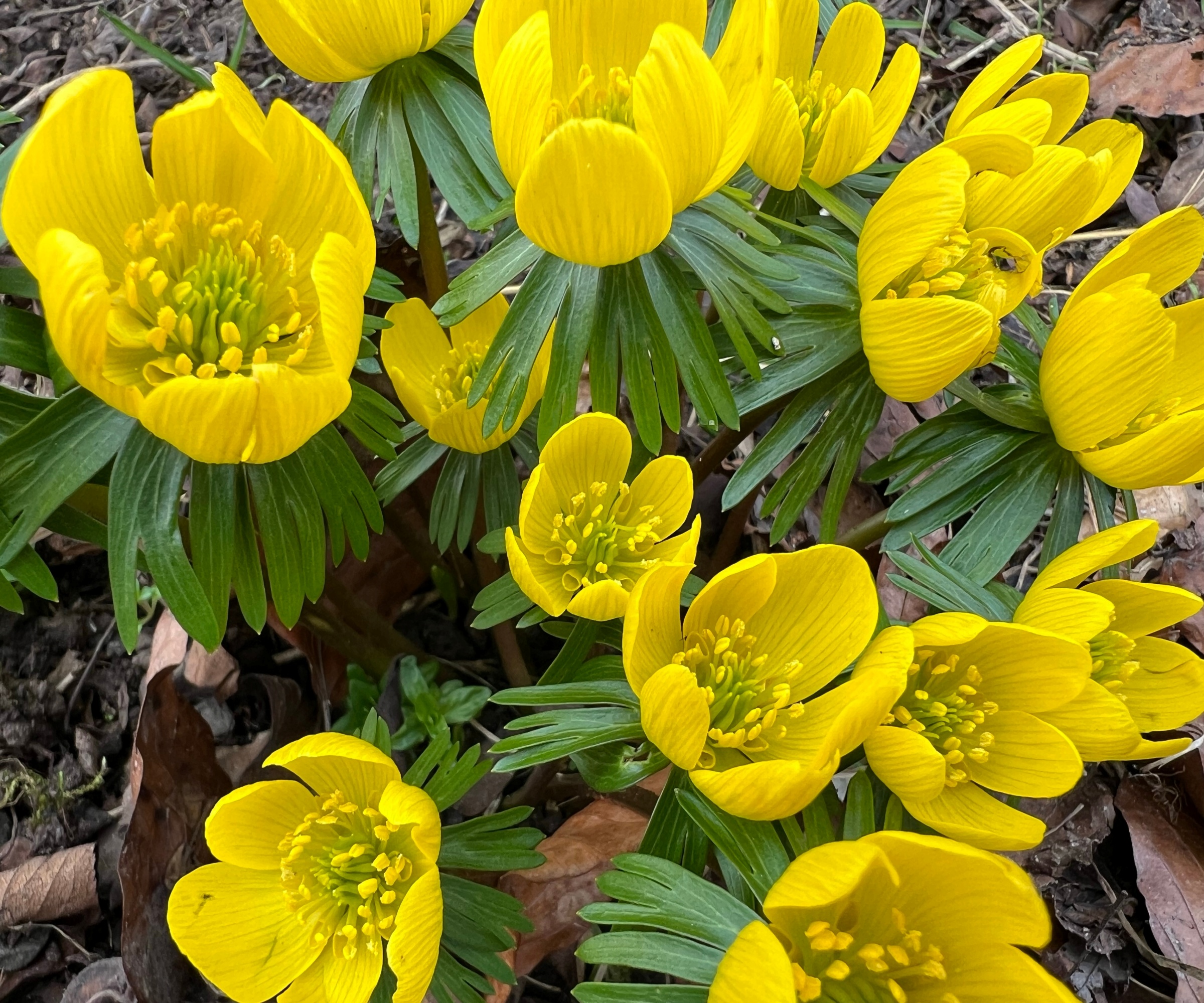 Bright yellow flowers of winter aconite