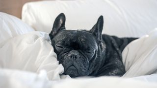 French bulldog sleeping