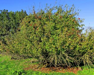 overgrown apple tree (Malus domestica), untended apple tree