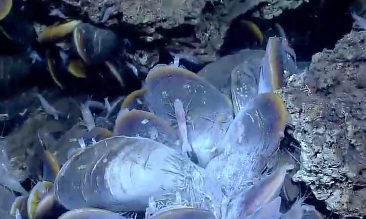 Tiny crustaceans dart among a cluster of mussels.