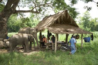 The Elephant Hospital treatment and recovery area.