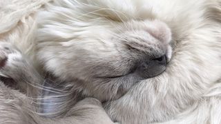 Close-up of ragdoll cat fur