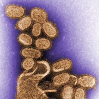 This image from 2005 shows virus particles from the 1918 flu virus, which scientists sequenced then recreated. These particles were collected from an infected cell culture made of dog's kidney cells. The Spanish flu of 1918 killed more than 500,0