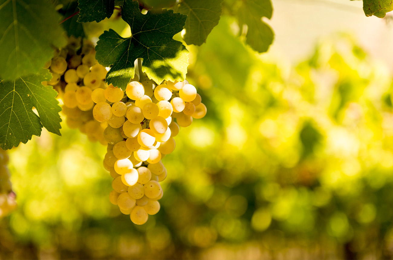 Bunch of white grapes in Abruzzo
