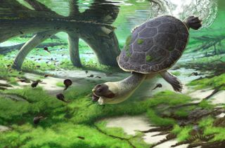 A reconstruction of the quick-mouthed frog turtle (Sahonachelys mailakavava) preying upon tadpoles using specialized suction feeding.