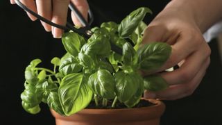 Herbs being trimmed