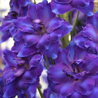 Delphinium&nbsp;'Faust' from Waitrose Garden