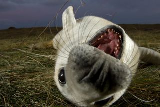 Grey seal (Halichoerus grypus) pup lying on its back with its mouth open, Donna Nook, Lincolnshire, UK.