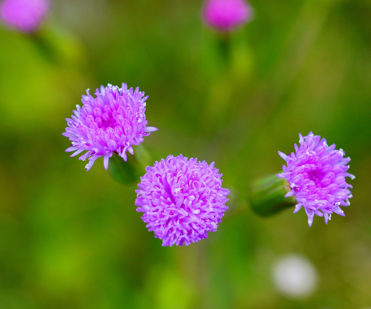 8 Must-Have Outdoor Annual Plants Every Garden Should Have | Gardening