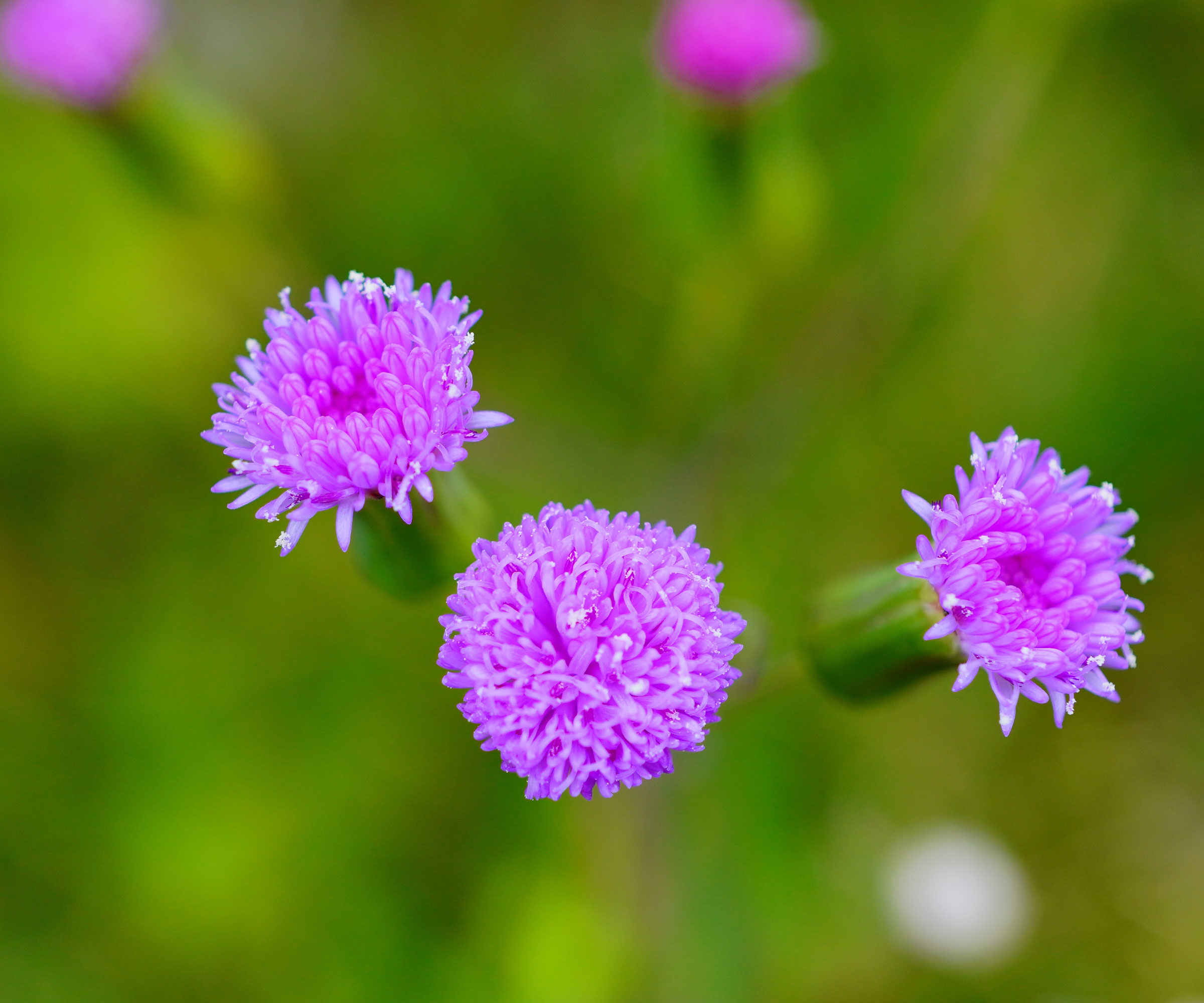 purple tassel flower in bloom