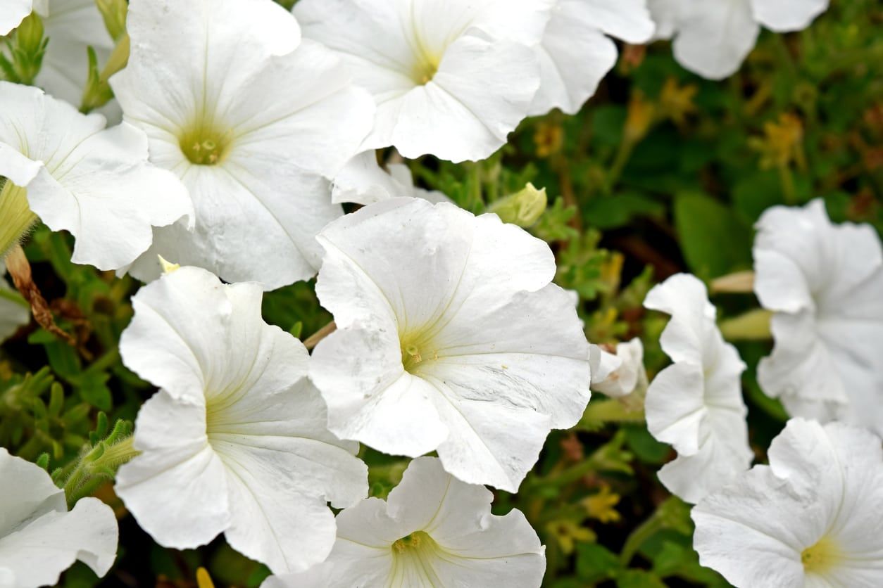 White Petunia Flowers