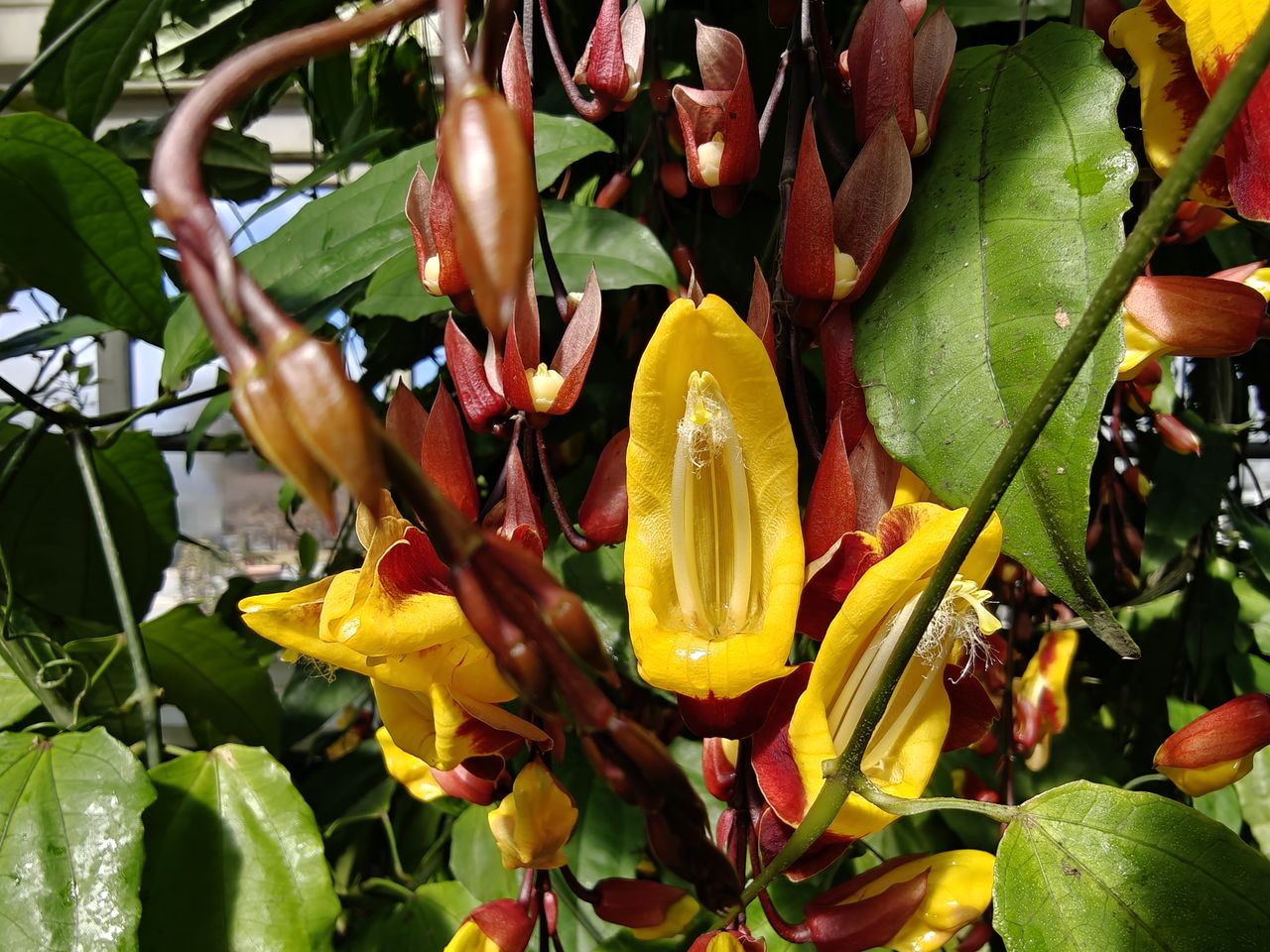 Mysore clockvine at the New York Botanical Garden