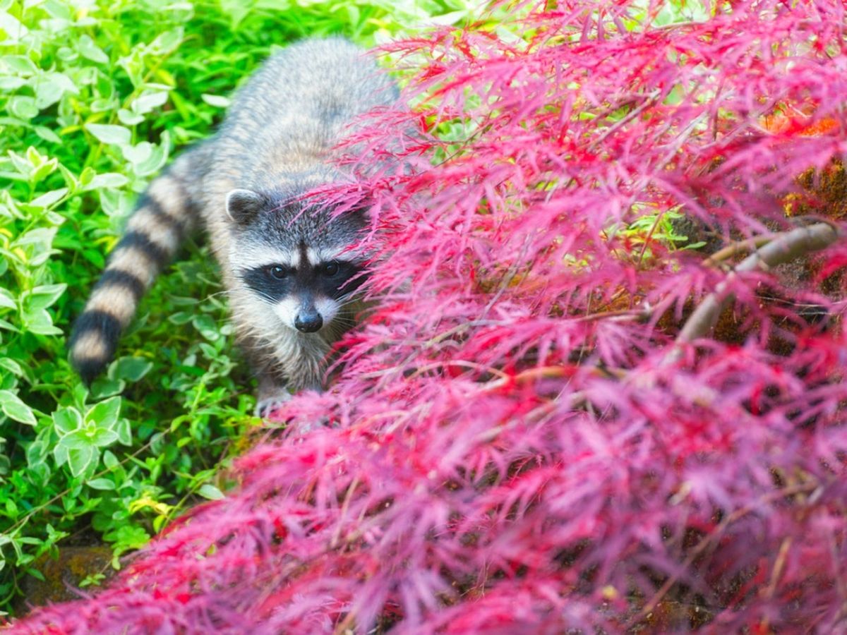 Getting Rid Of Raccoons How To Keep Raccoons Away From A Garden