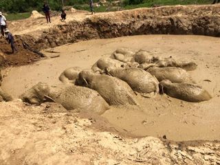 Eleven Asian elephants trapped in a Vietnam War bomb crater in Keo Seima Wildlife Sanctuary in Cambodia. 