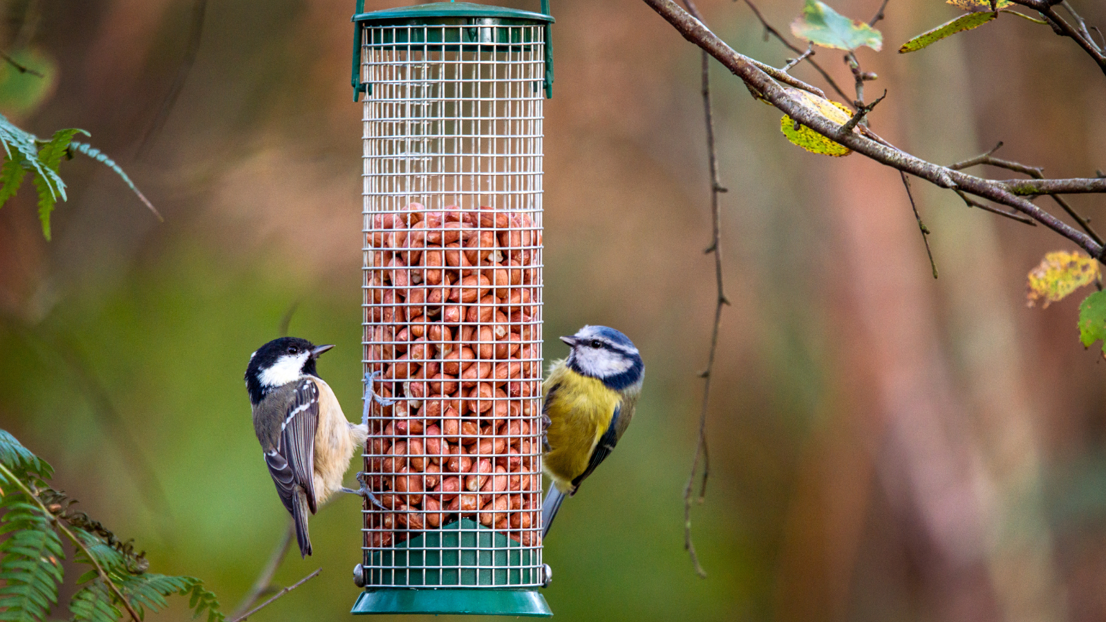 Two birds sitting on a bird feeder hanging from a twig