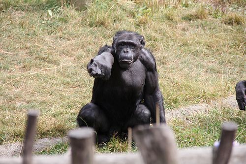 a chimpanzee requests a snack at a Wellington Zoo in New Zealand