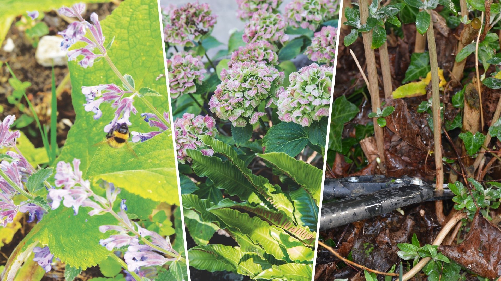 composition of three plants you can take softwood cuttings from: Nepeta, hydrangea and Buddleja