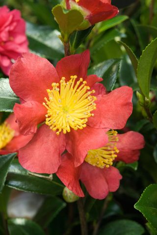 red Yuletide Camellias close up