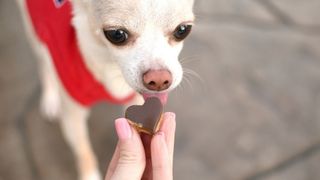 Carob Pup Cups