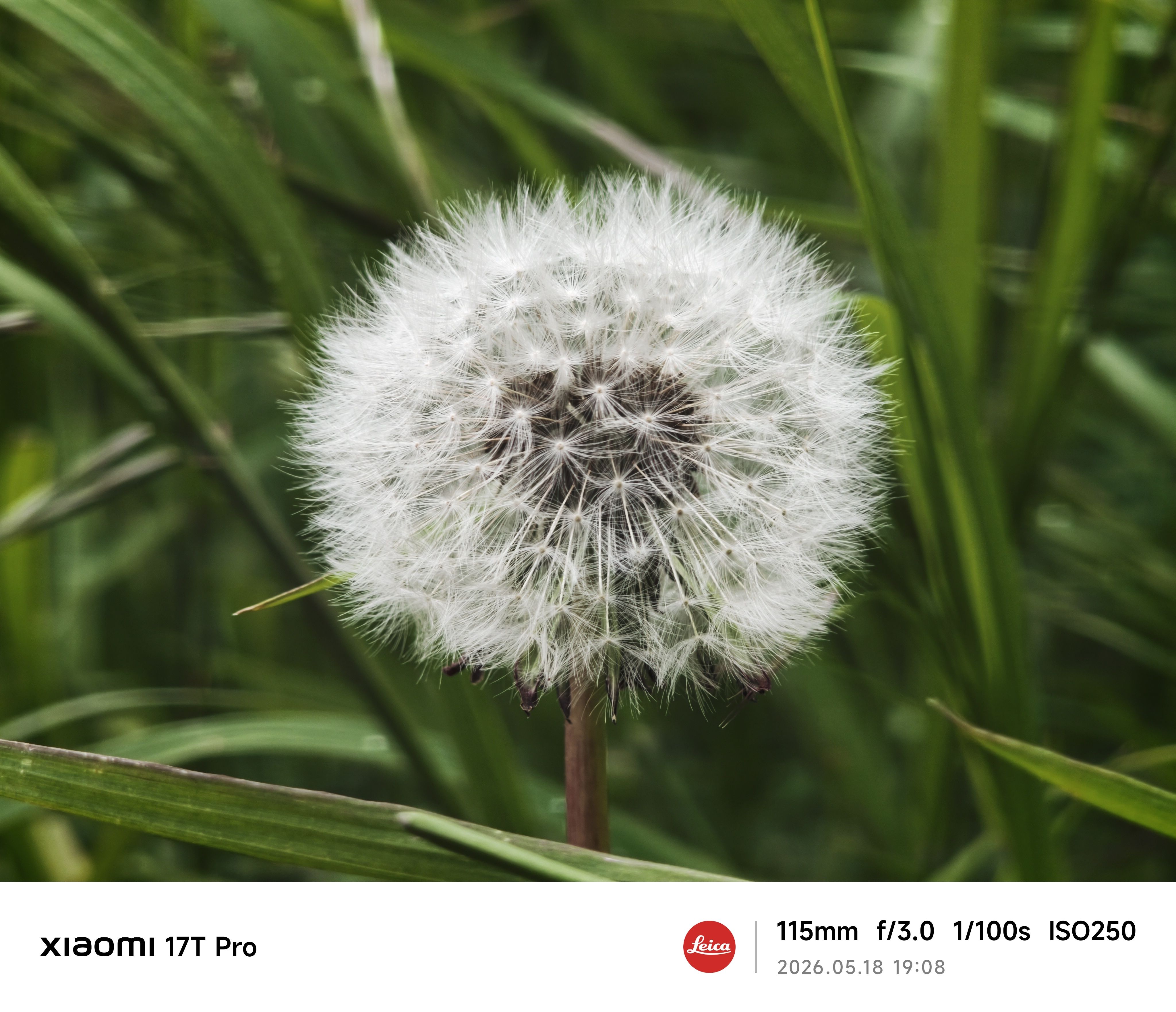 Sample photos from the Xiaomi 17 Pro cameras