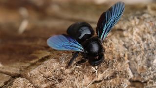 Carpenter bees drilling into wood