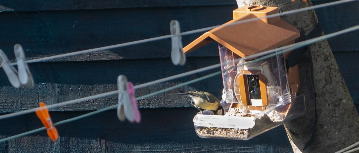 A bird feeds on the Wasserstein Bird feeder in the evening light