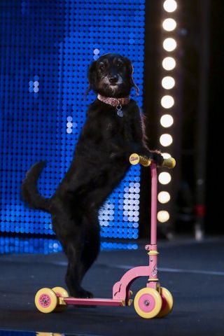 Millie the dog on Saturday's show (Syco/Thames TV/PA)